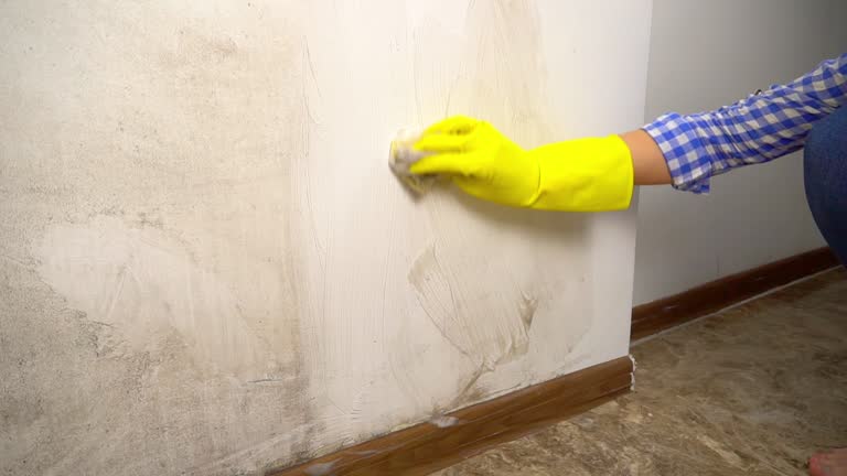 Best Post-Construction Mold Inspection  in Homeland, GA