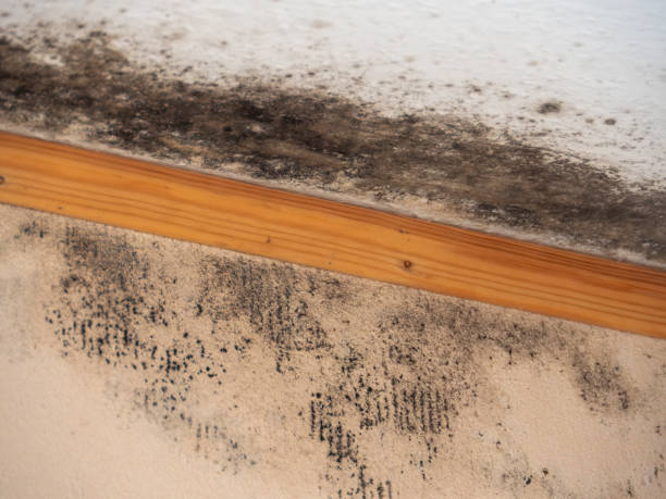 Best Mold Documentation for Insurance Claims  in Homeland, GA