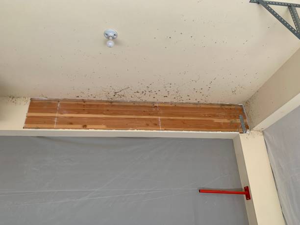 Best Industrial Mold Remediation  in Homeland, GA