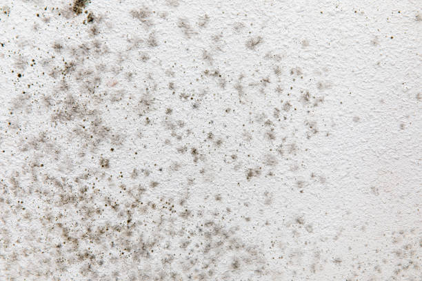 Best Mold Damage Restoration  in Homeland, GA