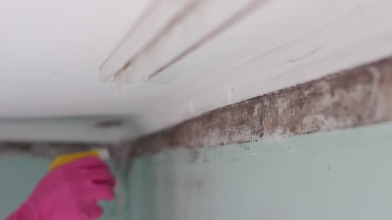 Best Dehumidification Services  in Homeland, GA