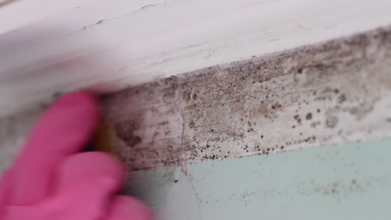 Best Water Damage & Mold Remediation  in Homeland, GA